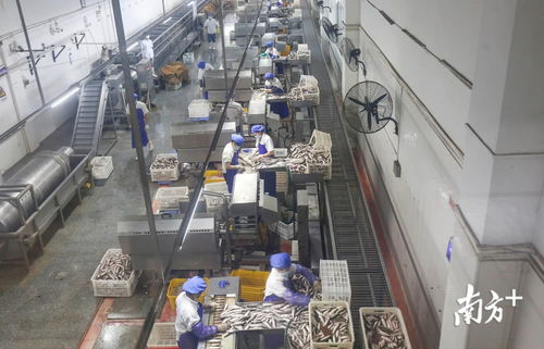 鯪魚罐頭銷量逆勢增長，中山出口食品企業(yè)全面復(fù)工助力食品銷售回暖