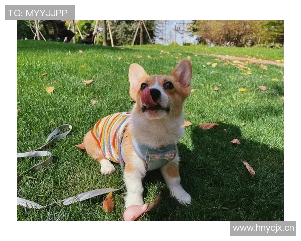 狗狗与足球的快乐时光：一场萌宠与运动的精彩对决